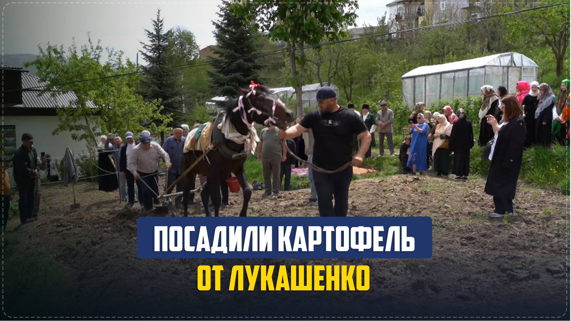 Картофель от президента Республики Беларусь Александра Лукашенко посадили в Карата