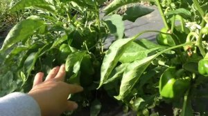 Перцы "Золотистый бочок" 20 августа 2015 год.