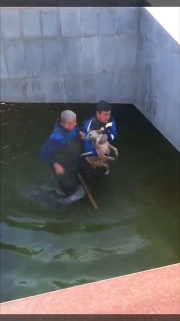 Как спасали бродячую собаку упавшую в фонтан в Астрахани