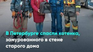 В Петербурге спасли котенка, замурованного в стене старого дома