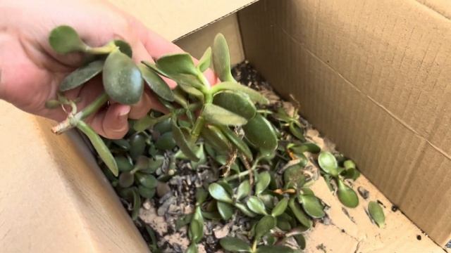 Грошове дерево, як вкорінити на який грунт обрати🌳 #к?