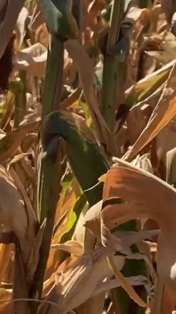 Кукуруза 🌽 урожай 2023 смотреть онлайн