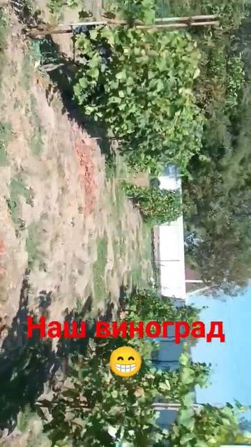 #деревня #бройлер #работавдеревне #сельскоехозяйство #