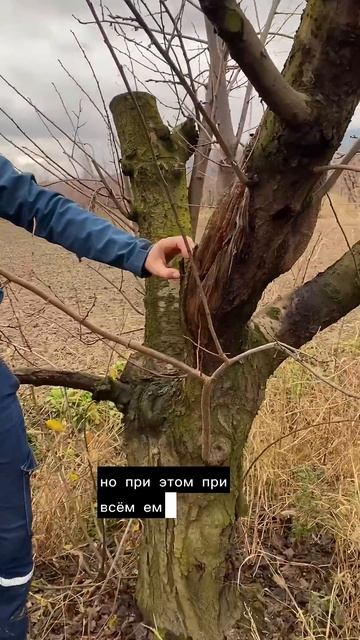 Обрезка старых деревьев #shorts смотреть онлайн