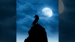 Звук воя волка