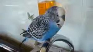 ПРИКОЛ Кто чай не пьет тот чмо!