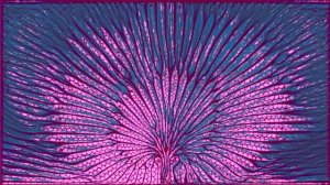 растущее дерево анимация#7