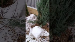 Свяжите можжевельники и туи в зиму#сад #дача #flowers