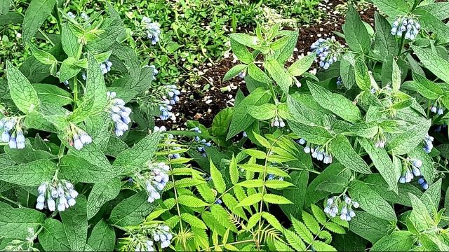 Оренбург Прогулка Утро Видео  Виктор Поживин 15.05. 25.