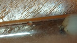 .садовые муравьи поймали личинку, часть 1.