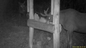 Солонец работает . Семейство лосей на солонце