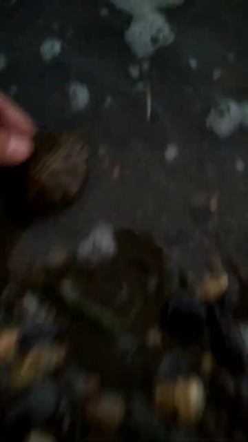 VDI на черепаху🐢 Nokta Makro PulseDive неожиданная находка🤣 смотреть онлайн