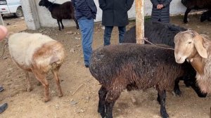 Арзон БОЗОР НАРХИ БАРАЧА ОЧА БАЧА СОВЛУК ТАКА СЕРКА ГУСФАНД ШАНБЕ БОЗОРИ ТУРСУНЗОДА 19-2022