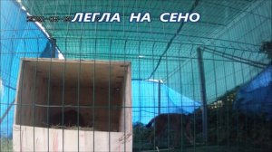 Рысь готовит уютное логово для рысят_ Сделали новый домик.