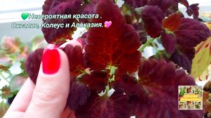 💚Невероятная красота. Оксалис, Колеус и Алоказия.💖