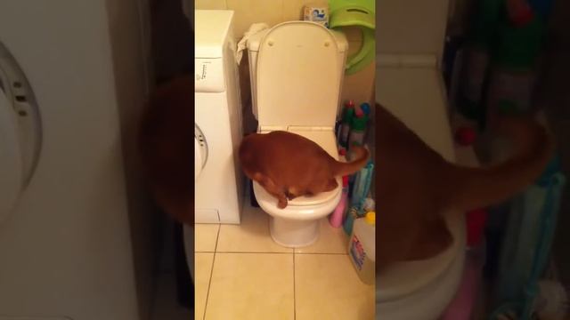 Мой умный кот!!! (My clever cat!!!) смотреть онлайн