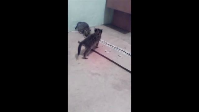 РОДИТЕЛИ УСТАЛИ ОТ ИГР КОТЯТ_ решили дать им немного отдохнуть смотреть онлайн