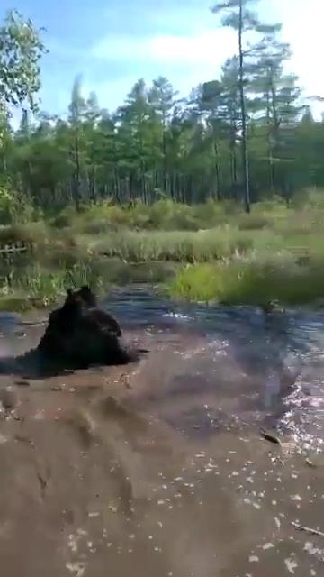 МЕДВЕЖАТА, ВОДА И ГРЯЗЕВЫЕ ВАННЫ смотреть онлайн