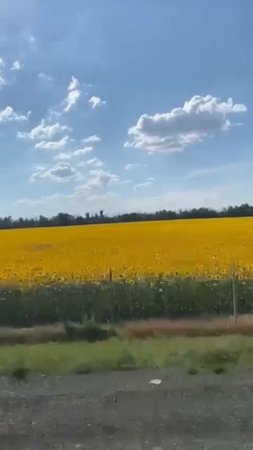 Подсолнухи 🌻 🌻🌻🌻🌻