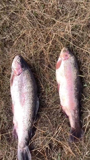 Kyrgyzstan 🇰🇬,вот так мы проводим выходные дни сентября ? смотреть онлайн