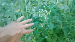 Томаты, как лучше сажать, сразу в грунт или рассадой?