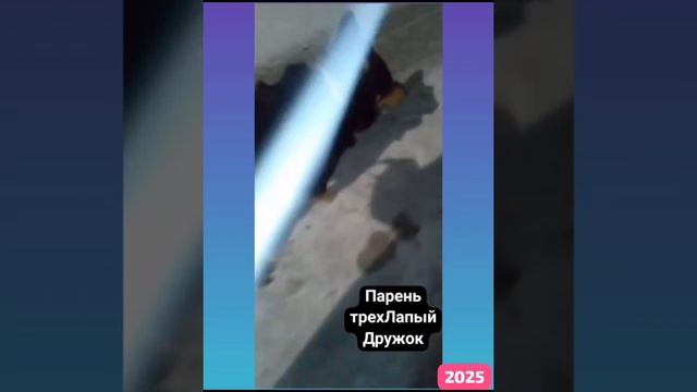 Дружок . Трехлапик.
