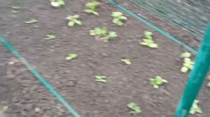 Посадка огурцов под шпалеру+мульчирование лузгой подсолнечника.