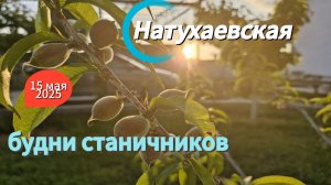 НАТУХАЕВСКАЯ.Будни.Дождь.Сад.Огород.Теплица.Мируня наша
