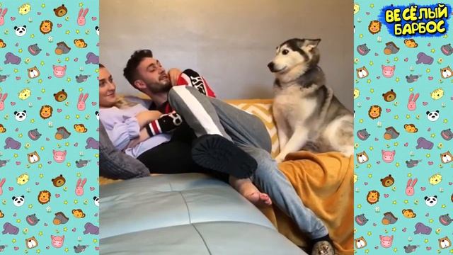 Я РЖАЛ ПОЛ ЧАСА | Приколы с Животными 2019 | Смешные Коты и Собаки смотреть онлайн