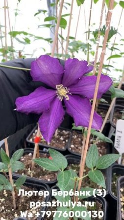 🌸 Клематис Лютер Бербанк крупноцветковый (3)🌸

Clematis Luther Burbank