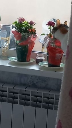 Криминальная Крыска.