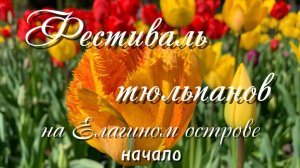 Фестиваль тюльпанов на Елагином острове 2025г. за 2 дня до открытия
