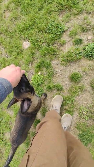 Дрессировка малинуа - команда Рядом #shots #командарядом #дрессировкащенка #малинуа #malinois смотреть онлайн