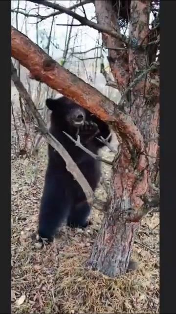 МЕДВЕЖАТА_ ОДИН ЗАЛЕЗ, А ВТОРОЙ РАСТОЛСТЕЛ смотреть онлайн