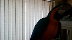 Попугаи какаду и ара домашние,переезжают.Откуда у нас попугаи._Cockatoo and macaw parrots.