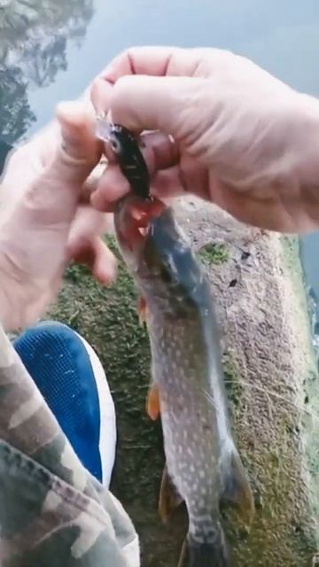 Щука и тройник в пальце!😬 смотреть онлайн