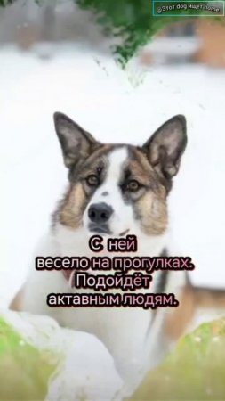 Я ищу дом