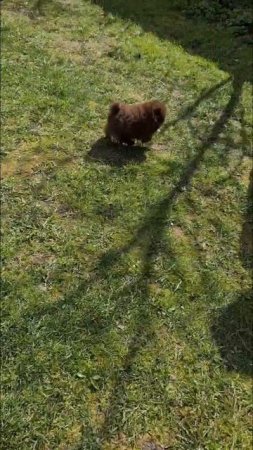 #померанскийшпий #шпицотзаводчиков #шпицшоко