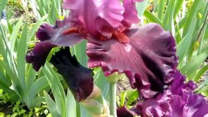 сорт ириса Up in Flames