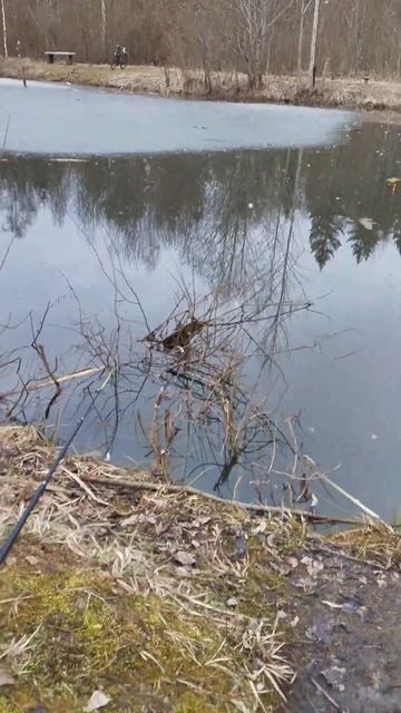 не клюёт. рыбалка #рыбалканапоплавок #fishing #рыбалканао? смотреть онлайн