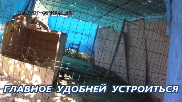 Рыси любят спать в обнимку смотреть онлайн
