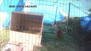 Рыси устроили бои без правил.
