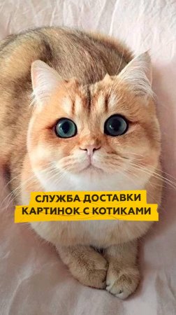 Служба доставки картинок с котиками