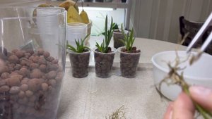 Орхидея ТОЛУМНИЯ 🧐Пересадка