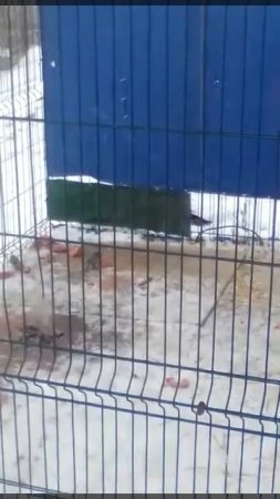 СИНИЧКИ ЕДЯТ МЯСО У ХИЩНИКОВ В ВОЛЬЕРЕ