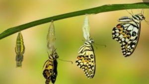 Тьма  Света. Выпуск 3. Психосоматика . « трансформация