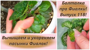 Болталка про Фиалки! Выпуск 118! Вычищаем и укореняем пасынки Фиалок!