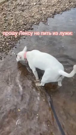 упрямый бультерьер🤣#бультерьер #виделивидео #рекомендации #смешныевидео #приколы #собаки #животные￼