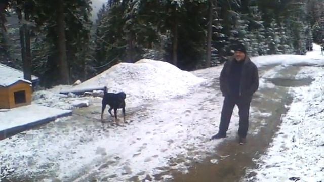Самовільний захват лісової ділянки в с. Микуличин