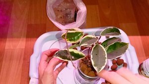 ставлю хойю на фитильный полив 🪴🪴🪴🪴🪴🪴🪴🪴🪴🪴?